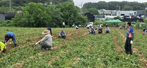 (0627)[와부읍]남양주시 와부읍 농촌지도자회, 풍성한 감자수확으로 지역 농촌에 활기(사진1).jpg