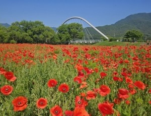 (0613)[하천공원관리과]남양주시 물의정원, 붉은 꽃양귀비 물결로 시민 발길 사로잡아(사진1).jpg