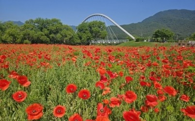 (0613)[하천공원관리과]남양주시 물의정원, 붉은 꽃양귀비 물결로 시민 발길 사로잡아(사진1).jpg width: 100%; height : 150px