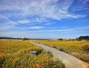 (1023)[하천공원관리과]남양주시 물의정원 및 팔당지구, 황화코스모스 만개로 시민과 관광객 발길 이어져(사진2).jpg