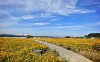 (1023)[하천공원관리과]남양주시 물의정원 및 팔당지구, 황화코스모스 만개로 시민과 관광객 발길 이어져(사진2).jpg width: 100%; height : 150px