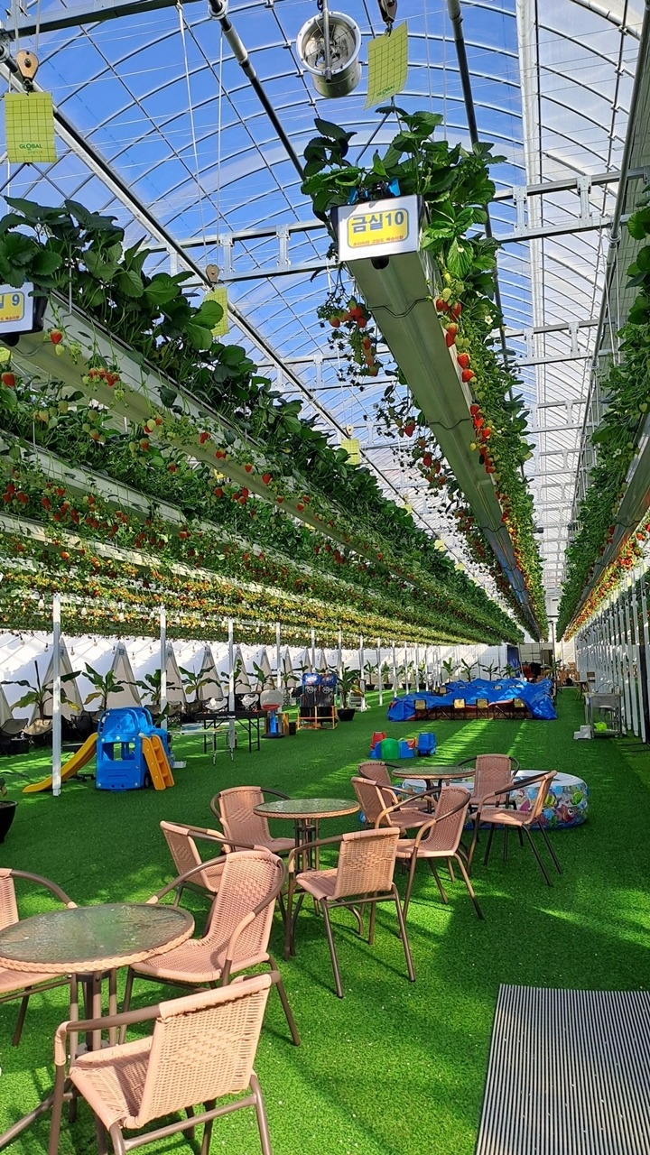 광주시, 올겨울 딸기 수확 체험 프로그램 운영 (1).jpeg