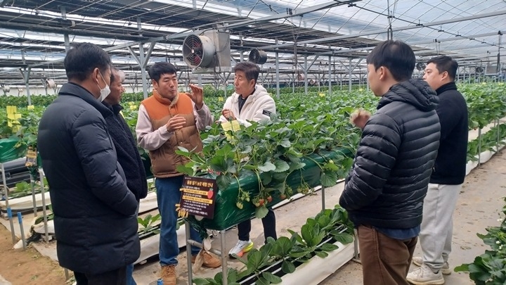 광주시, 딸기연구회 농가 대상 맞춤형 현장 자문 실시