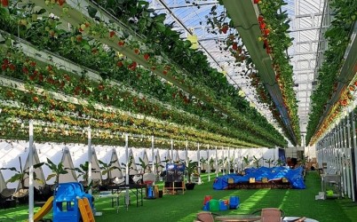 광주시, 올겨울 딸기 수확 체험 프로그램 운영 (1).jpeg width: 100%; height : 150px