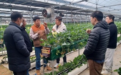 광주시, 딸기연구회 농가 대상 맞춤형 현장 자문 실시 (1).jpg width: 100%; height : 150px
