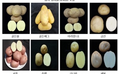 광주시, 국산 감자 8개 품종 현장 시험 재배 추진.jpg width: 100%; height : 150px