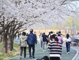 (사진1)하남시 도심 곳곳 벚꽃 만개… 낮에는 ‘분홍빛’, 밤에는 ‘조명빛’ 물결.jpg