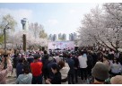 (사진1)눈 감으면 선율, 눈 뜨면 벚꽃… 하남 당정뜰 ‘봄봄’ 축제에 홀린 주말.jpg